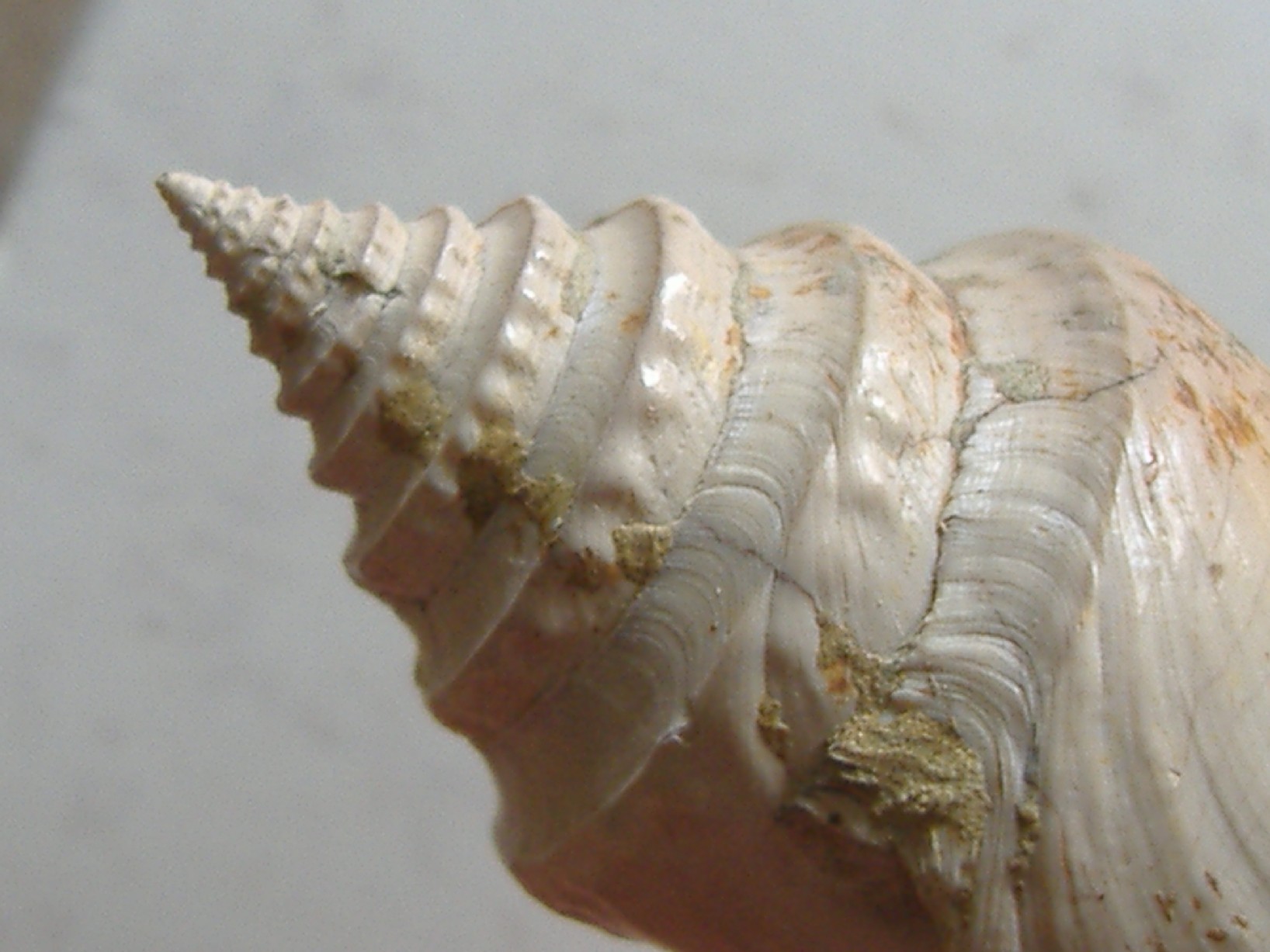 Conus antidiluvianus (Bruguiere, 1792) Terruggia - Pliocene